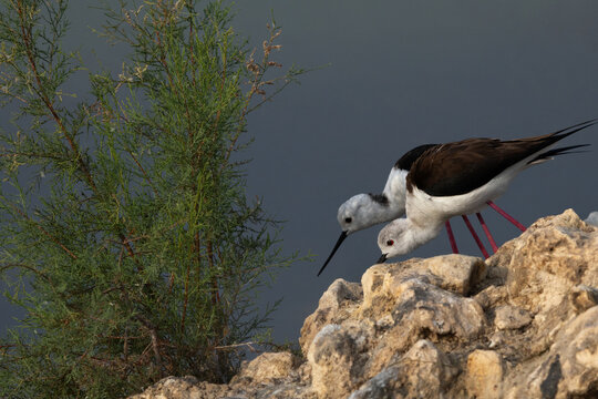 A pair of Black-winged Stilt feeding at Buhair lake, Bahrain