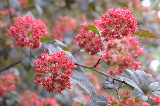 The red fruit of Physocarpus opulifolius, common ninebark.