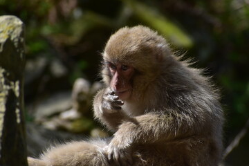 Naklejka premium 長野 猿 サル 地獄谷野猿公苑