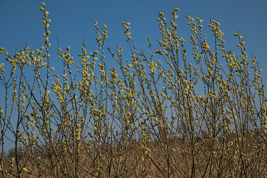 Sunny goat willow branches with golden yellow catkins under a clear blue sky - Salix caprea 