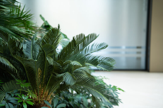 Lush indoor plants with large green leaves featured in a modern office space. Biophilic design sustainable workspace and office landscaping