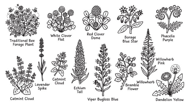 Set of bee foraging plants including traditional, white clover, red clover, borage, phacelia, catmint, lavender, echium, viper bugloss, bramble flower, willowherb, and dandelion.