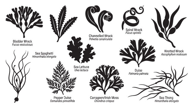 Various types of seaweed including bladder wrack sea spaghetti and sea lettuce.