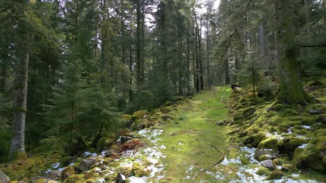 For&ecirc;t vosgienne &agrave; la fin de l'hiver et chemin de randonn&eacute;e