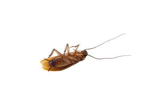 Dead Cockroach Lying on Its Back Isolated on White Background