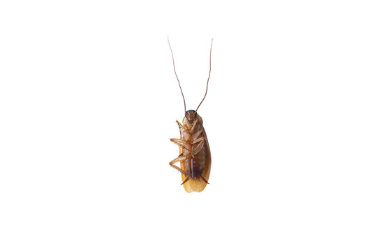 Dead Cockroach Lying on Its Back Isolated on White Background