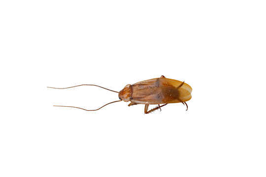 Cockroach Upside Down with Long Antennae Isolated on White Background