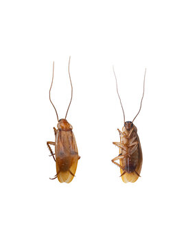 Two Dead Cockroaches Lying on Their Backs Isolated on White Background