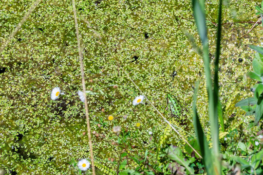 Petite grenouille verte camoufl&eacute;e dans les lentilles d'eau d'une mare 