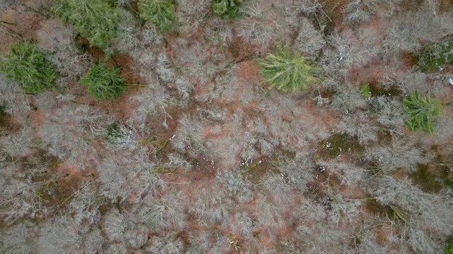 Survol d'une for&ecirc;t d'altitude en hiver en vue vertical - route des cr&egrave;tes dans les Vosges