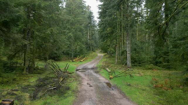 route en terre au milieu d'une for&ecirc;t de conif&egrave;res dans les Vosges
