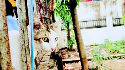 cat in the garden © MdAynul