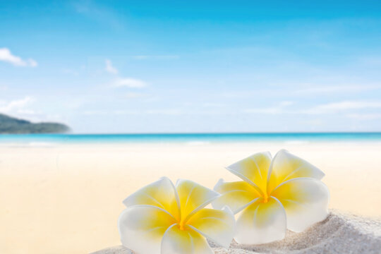Plumeria on white sand beach.
