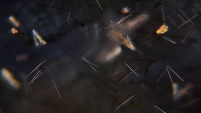 Calcium oxalate raphides crystals in grape skin under polarized light microscope 4k 