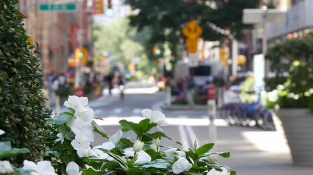 Flowers near Broadway street and Union Square, Manhattan Midtown, New York City, United States of America. Spring or autumn flowerbed bloom and cars on defocused road. people on University place.