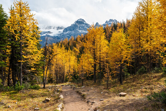 Colorful autumnal vegetation, forest and grassland in Banff National Park. Canadian Rockies, Alberta, Canada.