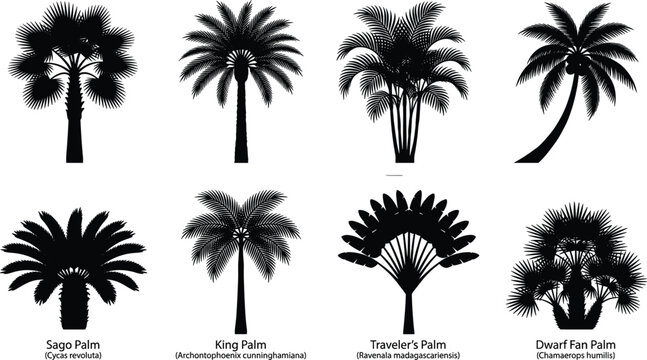 Tropical palm tree silhouettes set including sago king travelers and dwarf fan palm species on white background