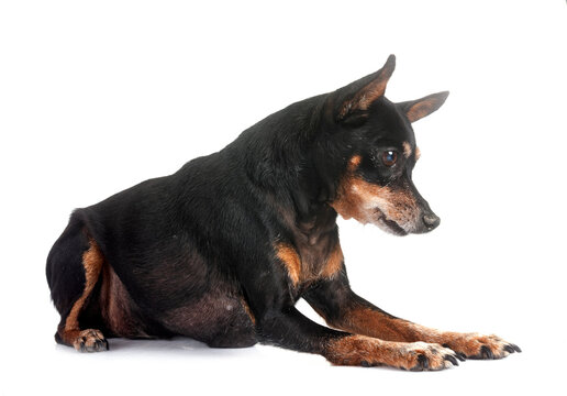 miniature pinscher in studio