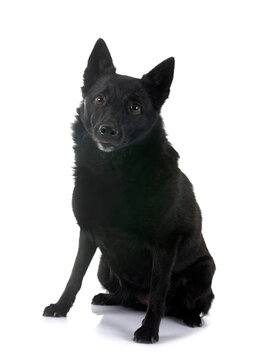  young Schipperke in studio