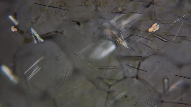 Calcium oxalate raphides crystals in grape skin under polarized light microscope 
