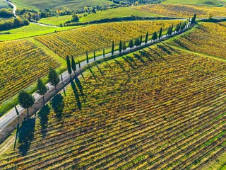 Fototapete Toskana amazing Brunello vineyards with white road and cypresses  © andrea bonfanti