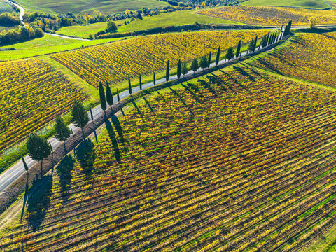 amazing Brunello vineyards with white road and cypresses