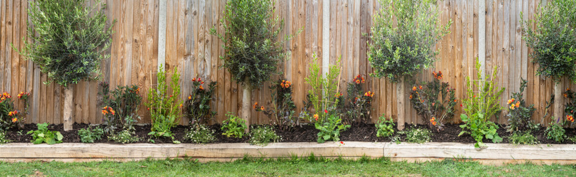 Panoramic image of a newly planted raised oak sleeper border along a garden fence. There are olive trees, Alstroemeria Indian summer, Geums, Erigeron and Ceanothus plants. 