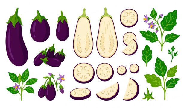 Fresh eggplant vegetable collection flat vector illustration for cooking and healthy food
