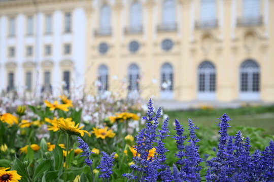 Purple salvia and yellow flowers with blurred historic facade