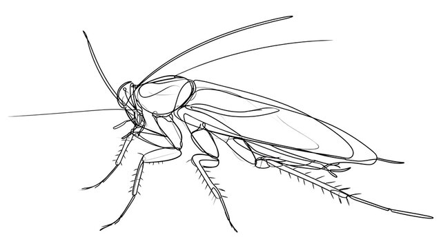 Detailed insect line drawing on white background.