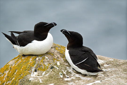 A pair of Razorbills (Alca torda) resting and interacting on a coastal rock covered with lichen