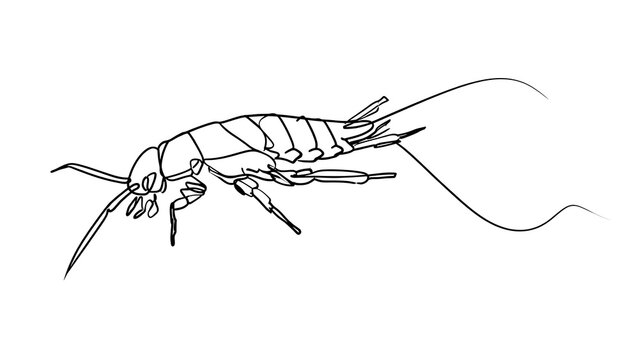 Detailed line art of earwig on white background.