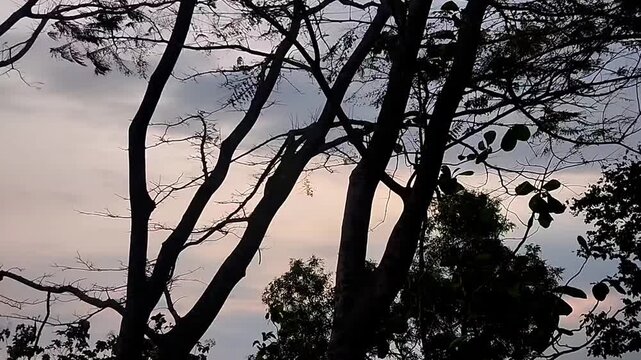 Low angle wide shot of bare tree branches silhouetted against a smooth orange gradient twilight sky.