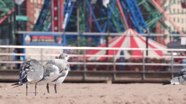 Seagull on Coney Island beach in Brooklyn, New York, United States. Boardwalk near retro luna park. Sea gull and amusement park on ocean coast. Waterfront summer holiday promenade in USA. Ferris wheel