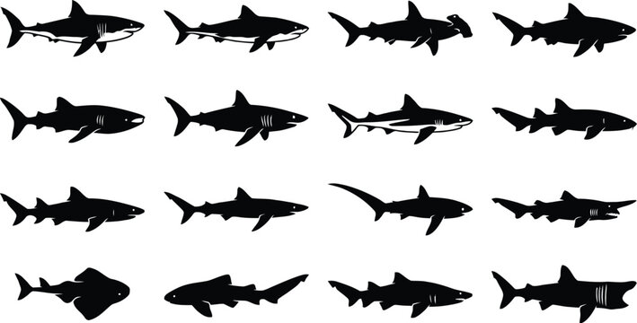 Set of black silhouettes of different shark species isolated for marine themed graphic design work.