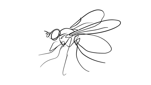 Minimalist fly line drawing on white background.
