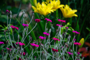 Obraz premium Vibrant pink and yellow flowers in a lush garden setting