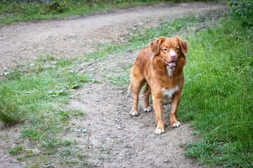 Pies rasy Nova Scotia Duck Tolling Retriever © Rafal Kot