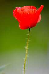 Kwiat mak © Rafal Kot