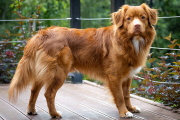 Pies rasy Nova Scotia Duck Tolling Retriever © Rafal Kot
