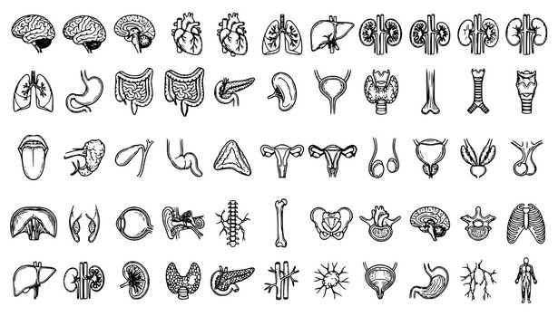 Professional Human Organ Vector Collection with Detailed Anatomy Brain Heart Lung Kidney and Stomach Illustrations