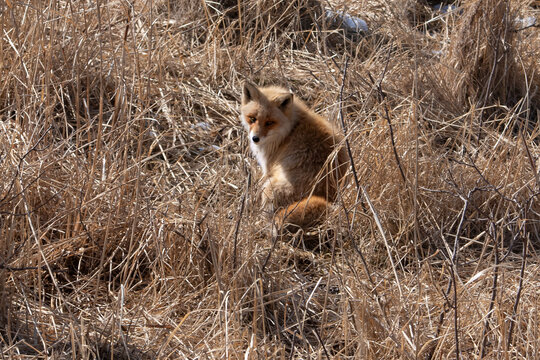 Renard roux;