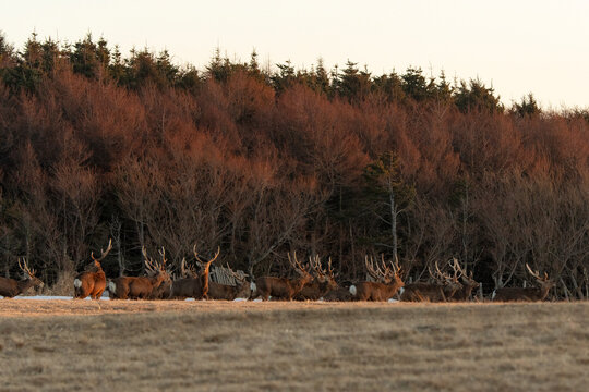 Cerf Sika,