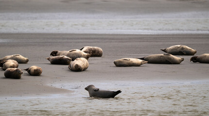 Phoque gris, © JAG IMAGES