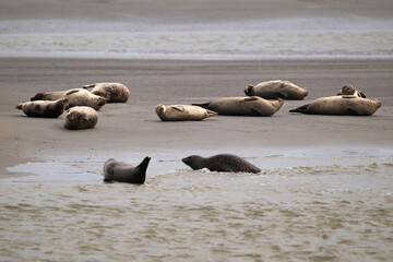 Phoque gris, © JAG IMAGES