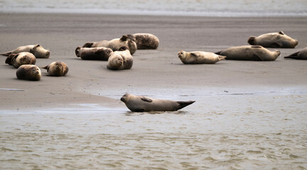 Phoque gris, © JAG IMAGES