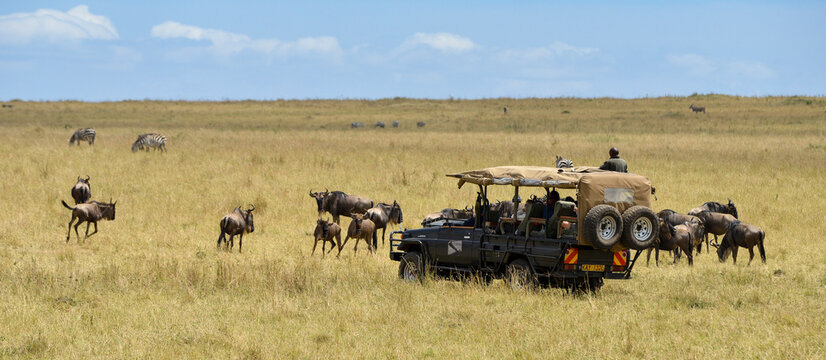 Gnou, safari photo, Z&egrave;bre de Grant