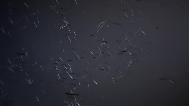 Calcium oxide crystals under polarized light microscope