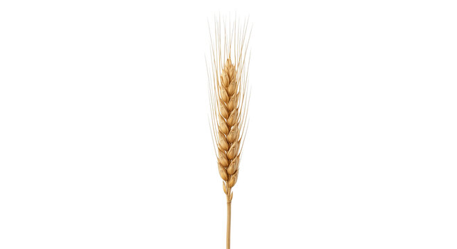 Golden wheat stalk with detailed grains and awns against a clean white background