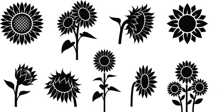 Sunflower silhouette collection featuring blooming floral elements and botanical black icons isolated on white background vector illustration set
